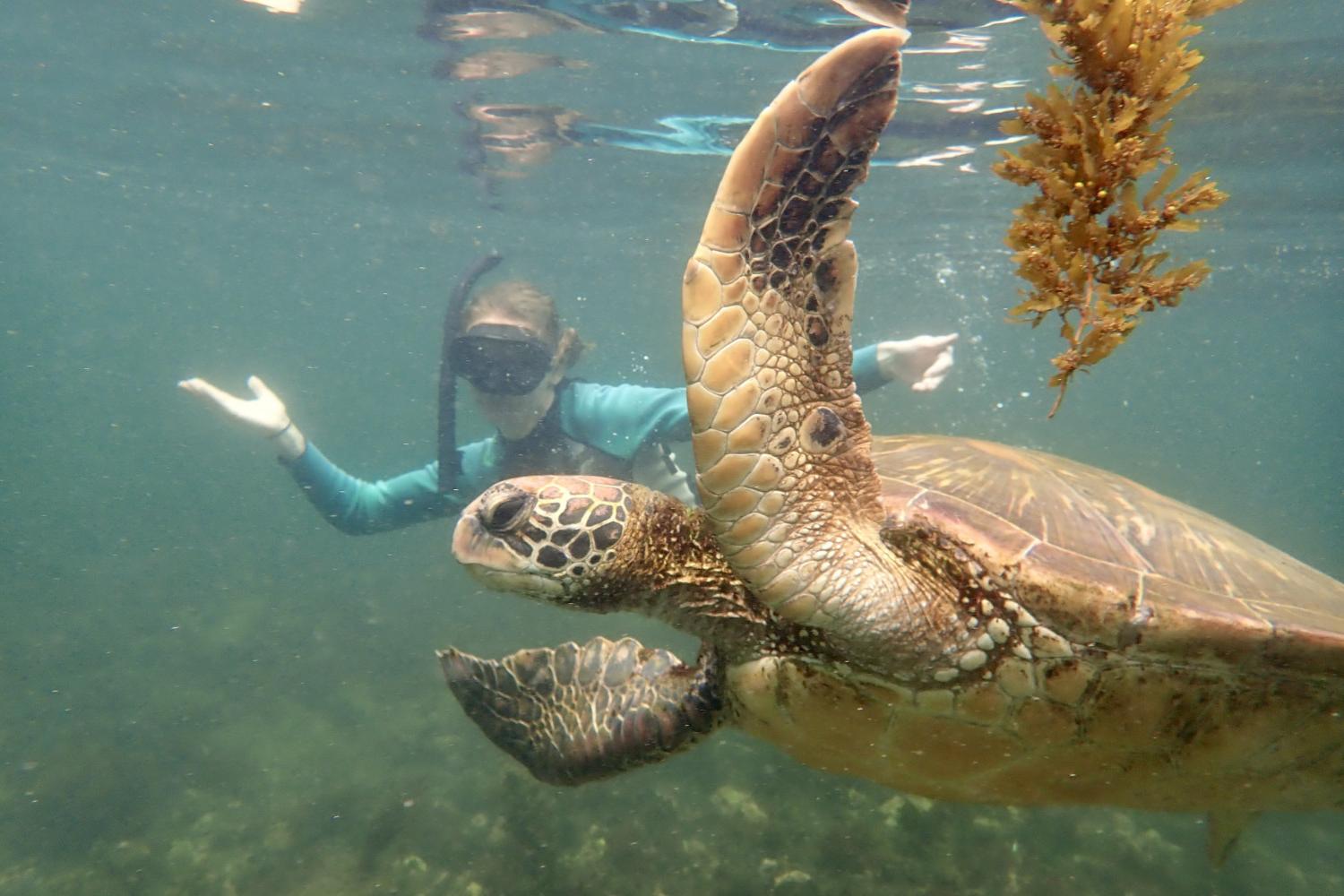 一名<a href='http://tcp.ngskmc-eis.net'>博彩网址大全</a>学生在Galápagos群岛游学途中与一只巨龟游泳.